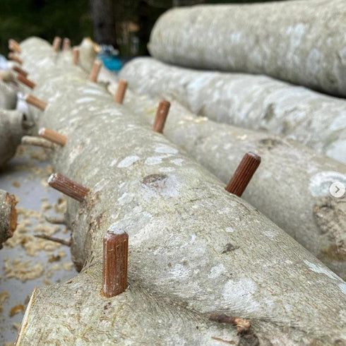 Mushroom Log Beginner Bundle